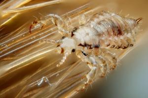 Científicos Argentinos crean el primer pediculicida con nanotecnología, que mata piojos y liendres en forma inmediata Share on facebook Share on twitt