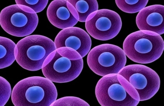Científicos Argentinos trabajan en un biorreactor que revolucionará la medicina