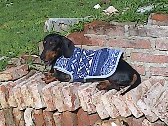 PANCHO 