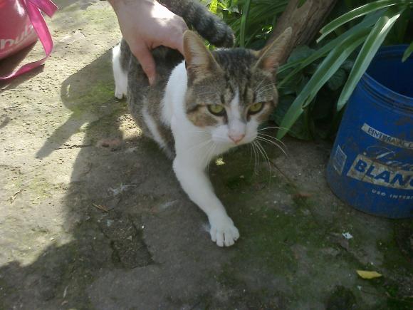 GATO DE 2 AÑOS