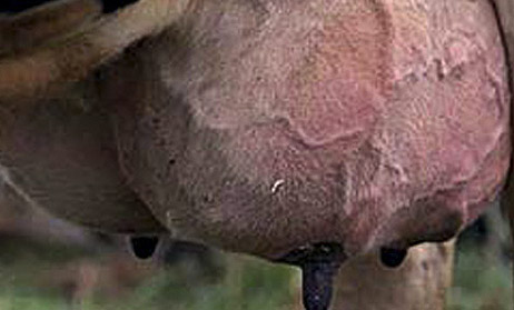 Investigadores Argentinos realizan los últimos ensayos de una vacuna contra la mastitis bovina