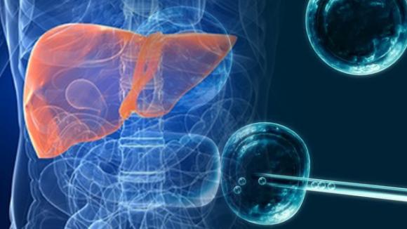 Desarrollan por primera vez a partir de células madre un hígado funcional humano
