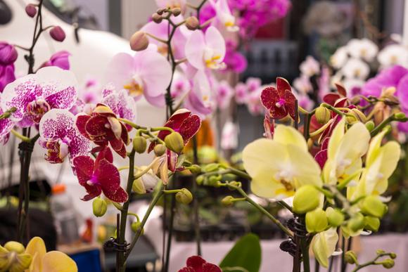 Orquídeas