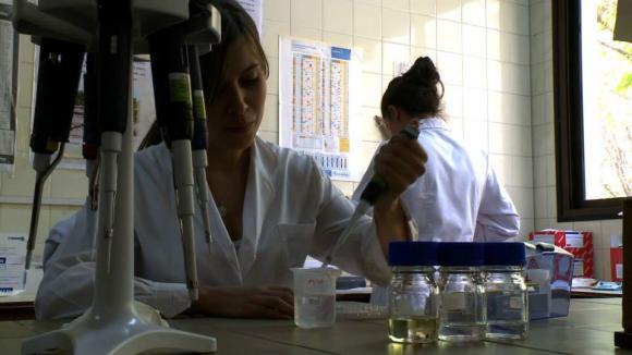 Cientificos Argentinos logran clonar plantas de vid para mejorar la calidad de los vinos