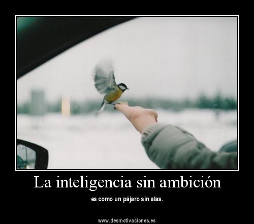 FRASE DIARIA