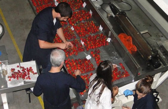 Investigadores Argentinos del INTI logran extender la vida útil de las frutillas