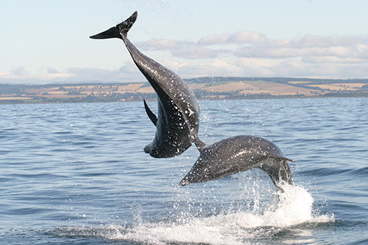 Delfines se reconocen entre sí por sus nombres individuales