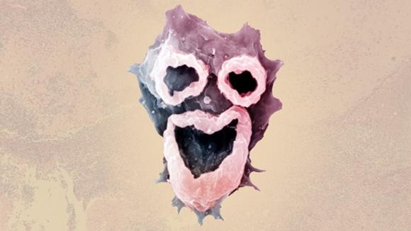 Ameba ´comecerebros´, ¿qué sabemos de ella?