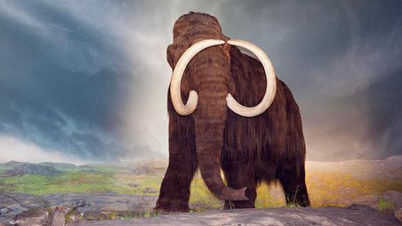 El ´padre´ de la oveja Dolly ve posible clonar un mamut