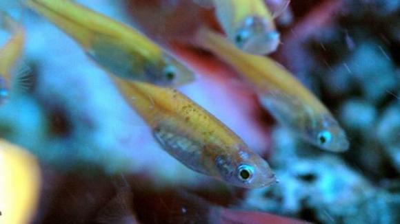 El calentamiento global desplaza a las especies marinas hacia los polos