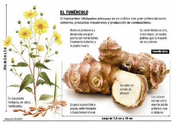 Producen un tipo de papa en Tupungato (Mendoza) beneficiosa para quien tiene diabetes