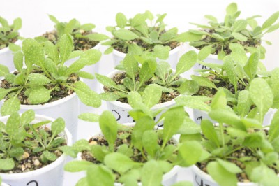 Investigadores Argentinos y extranjeros identifican genes que “resetean” el reloj biológico de plantas