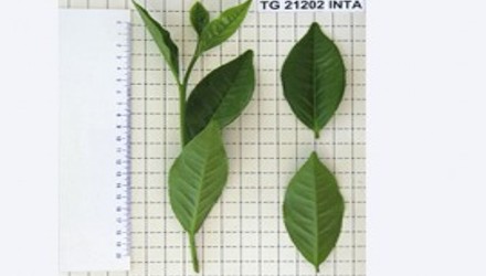 Cientificos Argentinos del INTA logran quintuplicar los rendimientos en plantaciones de té