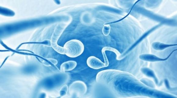 Científicas Argentinas identifican nuevas relaciones entre la infertilidad y el sistema inmune