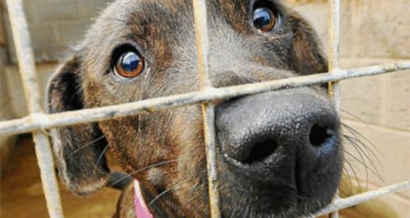 Carta del trabajador de una ¨Perrera¨ a los dueños de mascotas