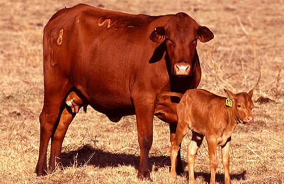 Investigadores Argentinos del INTA desarrollaron la primera vacuna del mundo que previene la diarrea viral bovina