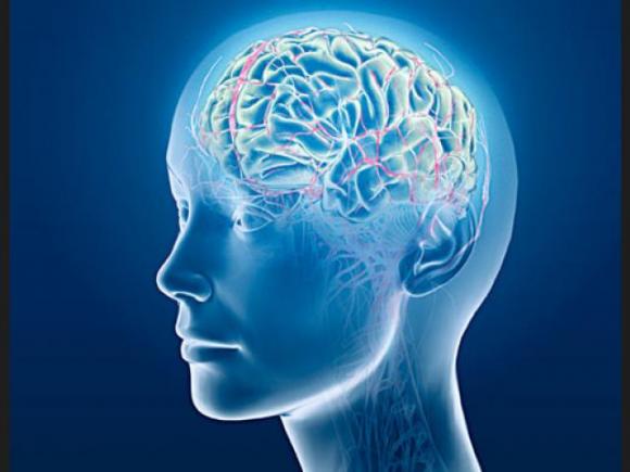 Revelan aspectos del mito del lado derecho e izquierdo del cerebro