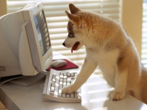 ¿Qué hay en la mente de los perros?