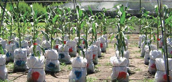 Investigadores Argentinos desarrollaron un cultivo que aumentará la producción de alimentos