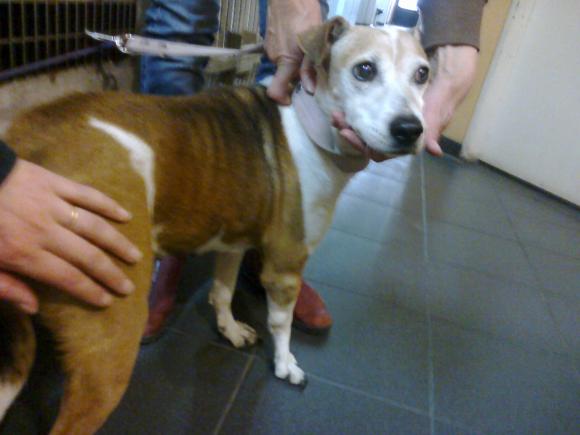 NANCY hace mucho que espera un hogar