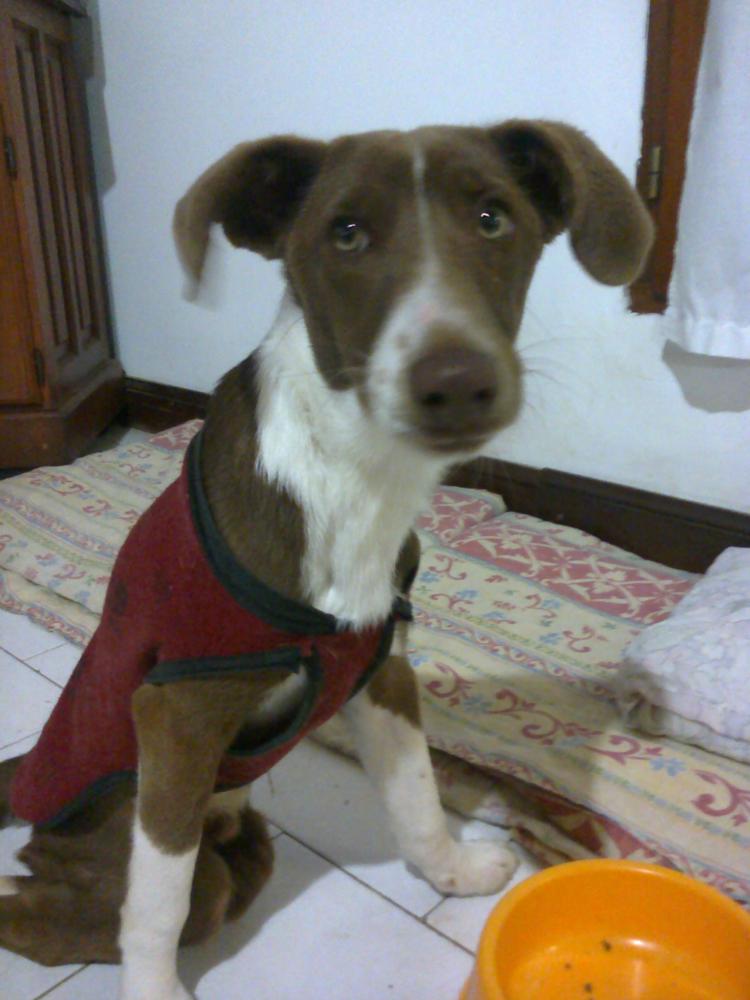 BOMBOM cachorro de 6 meses disca