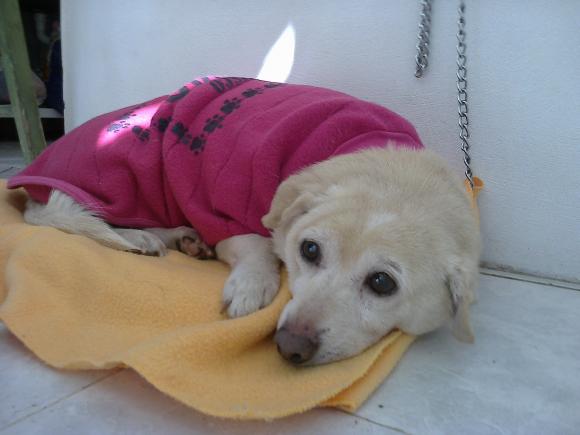 LINDA perrita super tranquila