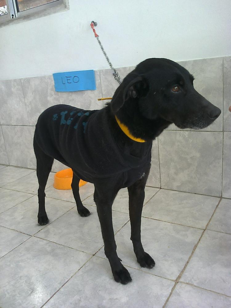 LEO, esta en un canil de zoonosis