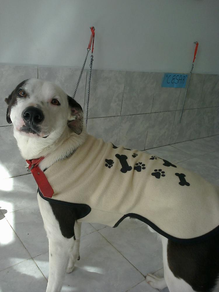 CESAR cachorron tamaño grande