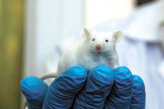 Investigadores Argentinos crean virus domesticados para vencer al cáncer