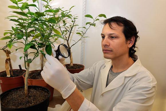 Nuevo desarrollo biotecnológico de Científicos Argentinos mejora la resistencia del naranjo‏