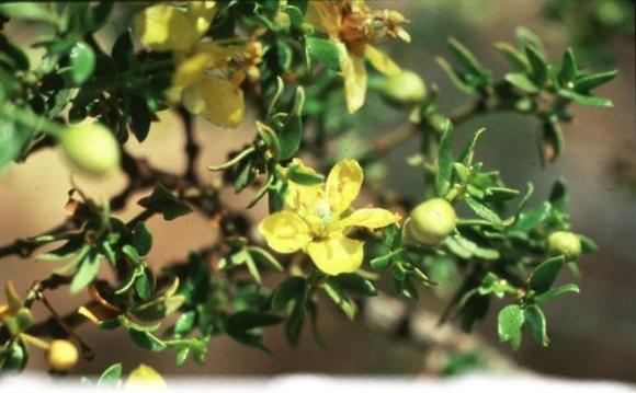 Té de jarilla detiene envenenamiento con arsénico