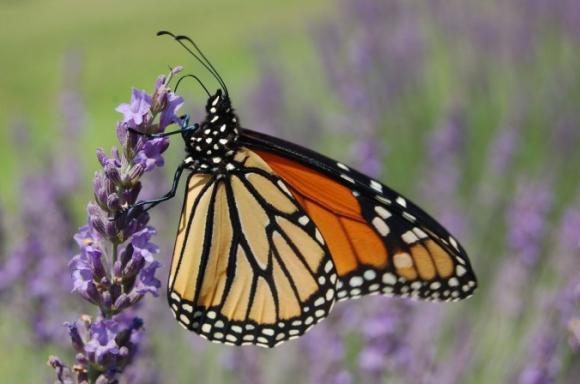 Seis plantas imprescindibles para atraer a los polinizadores