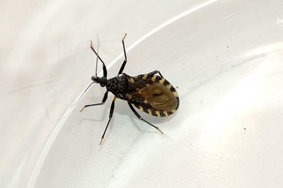 Cientificos Argentinos descubren que las vinchucas aprenden