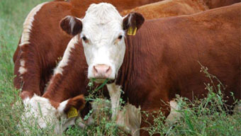 Investigadores Argentinos prueban con éxito una vacuna contra la diarrea viral bovina