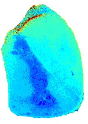 Investigadores Argentinos desarrollaron un láser para clasificar el maíz en segundos