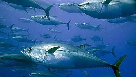 Embarazadas y niños pequeños no deben comer atún, albacora o tiburón, advierte autoridad médica