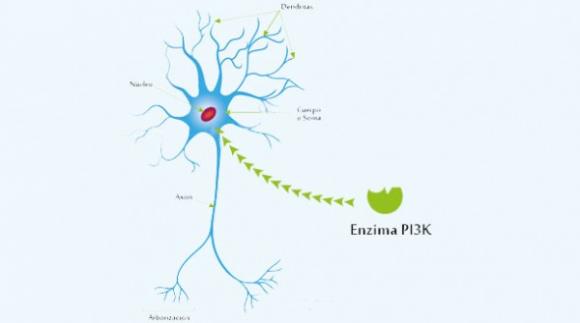 Cientificos Argentinos logran importante avance hacia la regeneración de neuronas