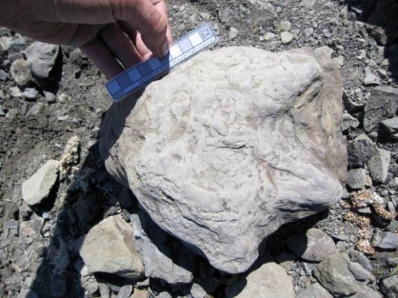 Alaska: encuentran miles de huellas de dinosaurios por el río Yukon