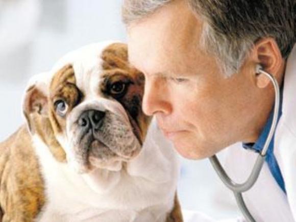 Investigadores argentinos buscan prolongar la vida de las mascotas‏