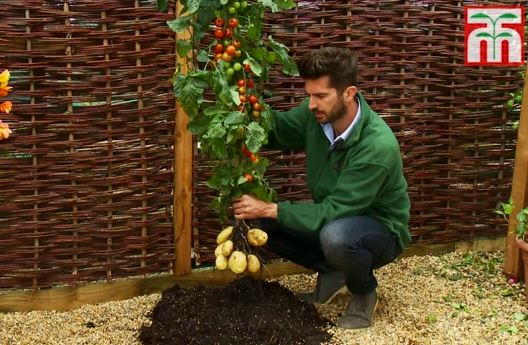 TomTato: la planta mitad papa, mitad tomate
