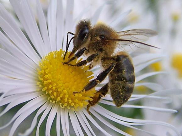 Gases diesel bloquean olfato de abejas afectando la polinización