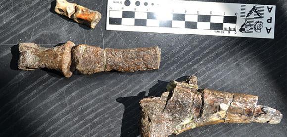 Paleontólogos argentinos hallaron nueva especie de dinosaurio en la Antártida