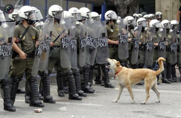 Perro protesta ante policías!