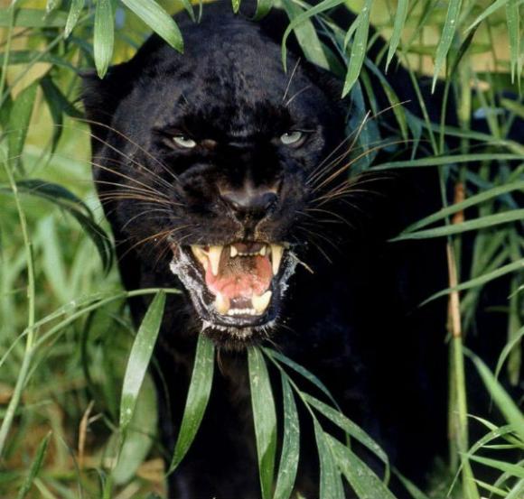¿Sabías que la pantera negra es en realidad un jaguar melánico?
