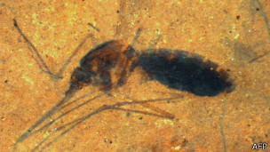 La última cena de un mosquito prehistórico