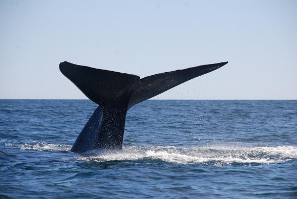 Canto de ballena azul podría delimitar rutas marítimas en Golfo de Corcovado de Chile