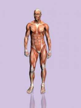 Detalles del cuerpo humano