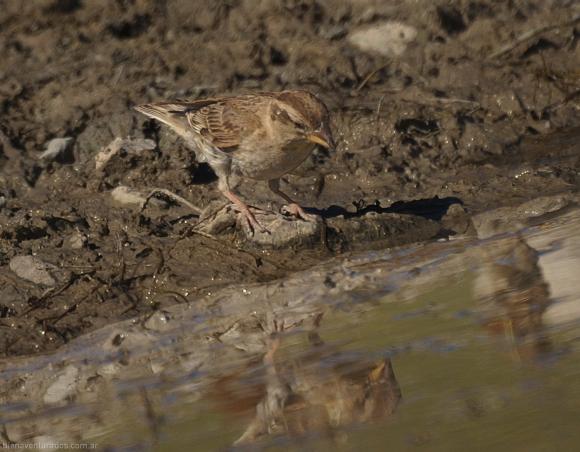 Gorrioncillo de Jesús. Historia de un Alma, Santa Teresa del Niño Jesús.
