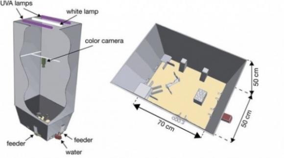 Biólogo argentino desarrolló un nuevo sistema para monitorear automáticamente animales en grupo‏