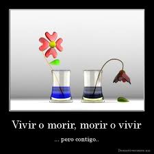 FRASE DIARIA